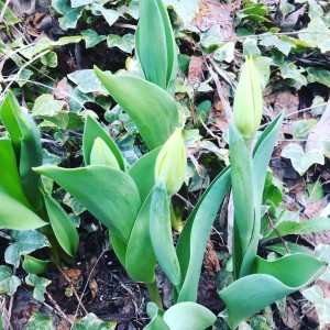 チューリップつぼみ