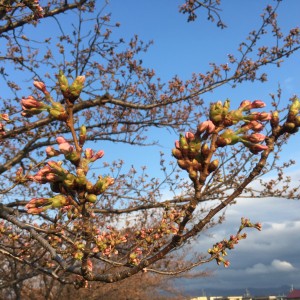 桜つぼみ